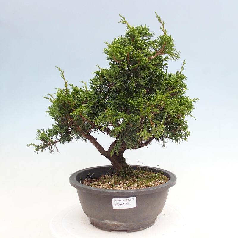 Outdoor bonsai - Juniperus chinensis Itoigawa - Chinese juniper