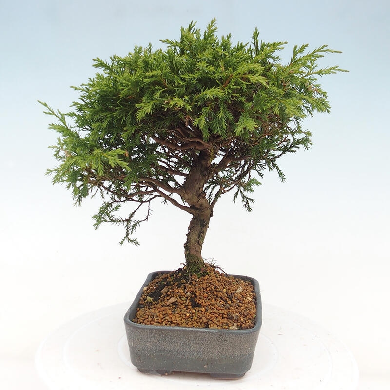 Outdoor bonsai - Juniperus chinensis Itoigawa - Chinese juniper