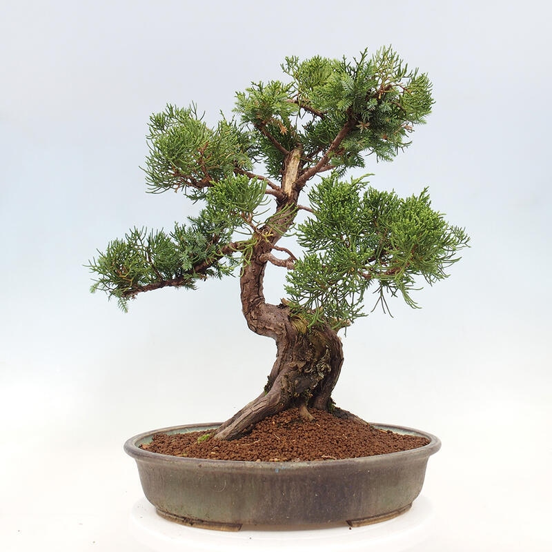 Bonsai im Freien - Juniperus chinensis Itoigawa-Chinesischer Wacholder