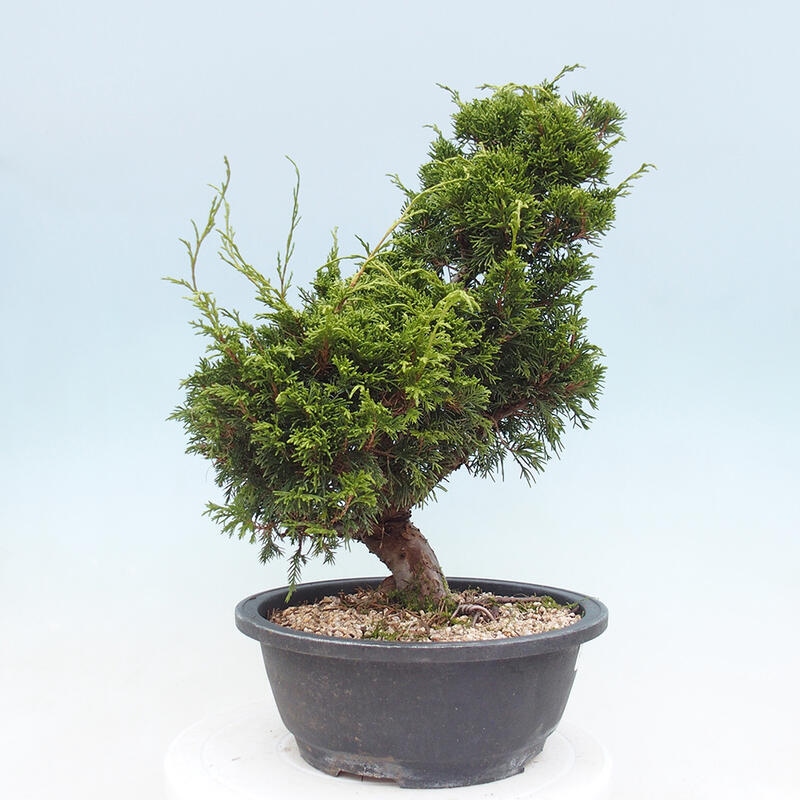 Outdoor bonsai - Juniperus chinensis Itoigawa - Chinese juniper