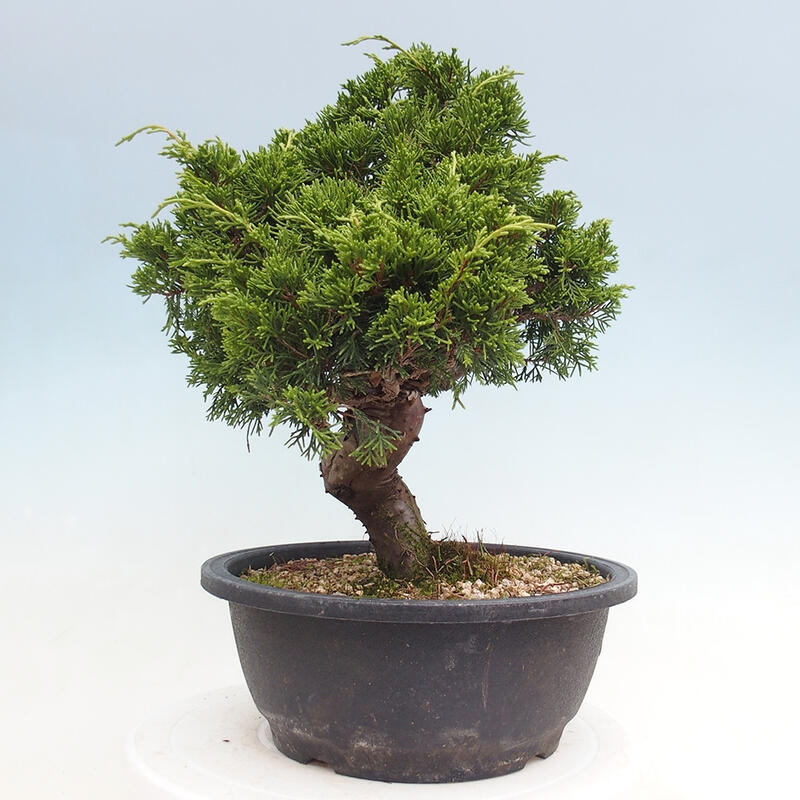 Outdoor bonsai - Juniperus chinensis Itoigawa - Chinese juniper