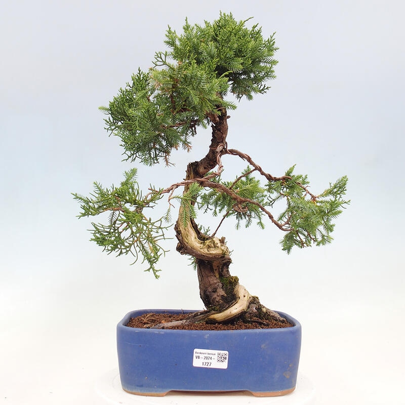 Bonsai im Freien - Juniperus chinensis Itoigawa-Chinesischer Wacholder