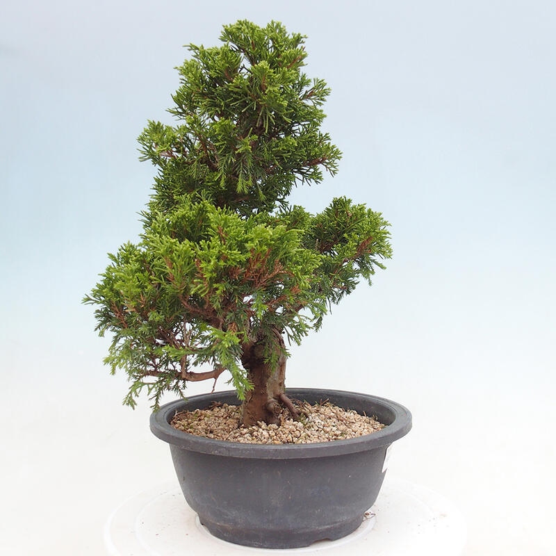 Outdoor bonsai - Juniperus chinensis Itoigawa - Chinese juniper