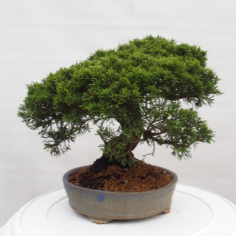 Outdoor bonsai - Juniperus chinensis Itoigawa - Chinese juniper