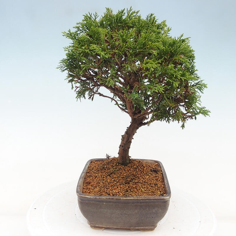 Outdoor bonsai - Juniperus chinensis Itoigawa - Chinese juniper