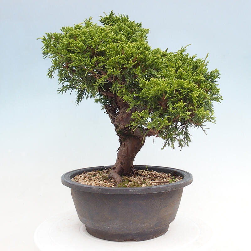 Outdoor bonsai - Juniperus chinensis Itoigawa - Chinese juniper