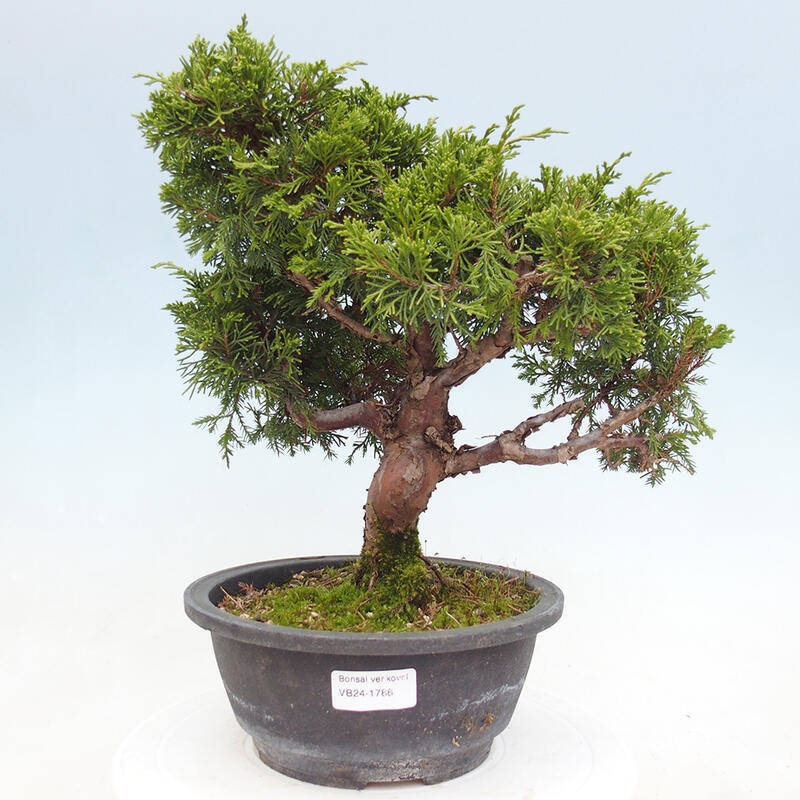 Outdoor bonsai - Juniperus chinensis Itoigawa - Chinese juniper