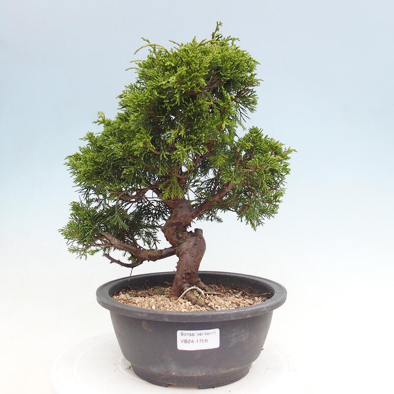 Outdoor bonsai - Juniperus chinensis Itoigawa - Chinese juniper