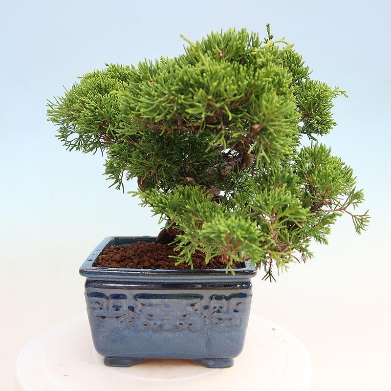 Outdoor bonsai - Juniperus chinensis Itoigawa - Chinese juniper