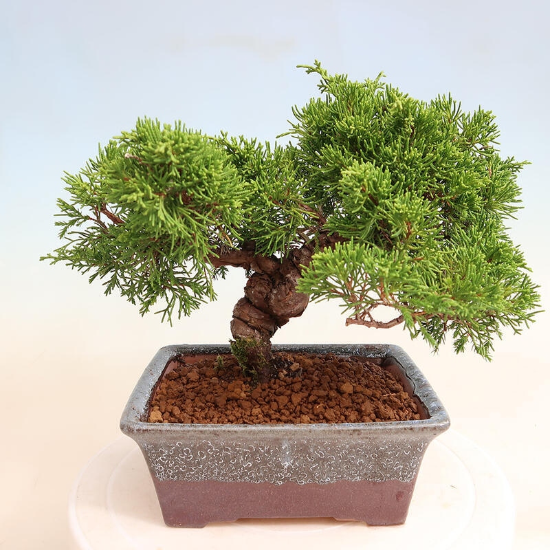 Outdoor bonsai - Juniperus chinensis Itoigawa - Chinese juniper