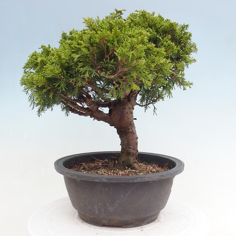 Outdoor bonsai - Juniperus chinensis Itoigawa - Chinese juniper