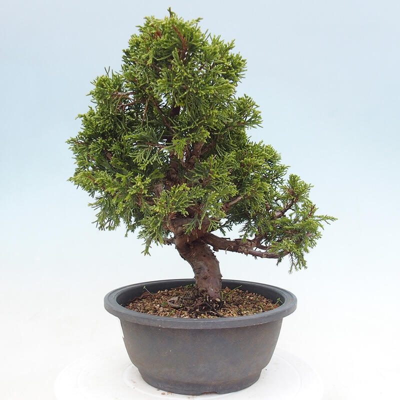 Outdoor bonsai - Juniperus chinensis Itoigawa - Chinese juniper