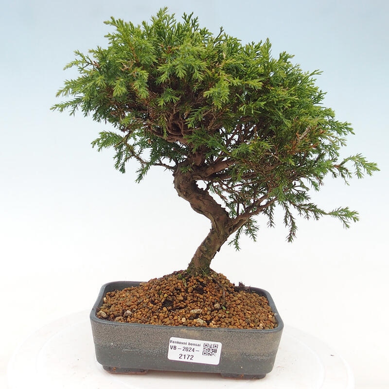 Outdoor bonsai - Juniperus chinensis Itoigawa - Chinese juniper