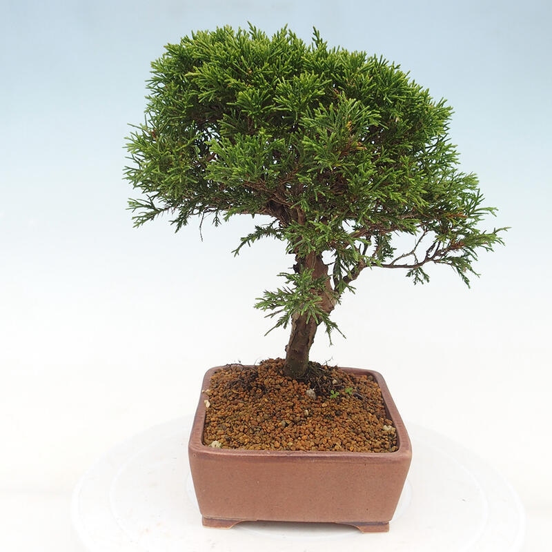 Outdoor bonsai - Juniperus chinensis Itoigawa - Chinese juniper