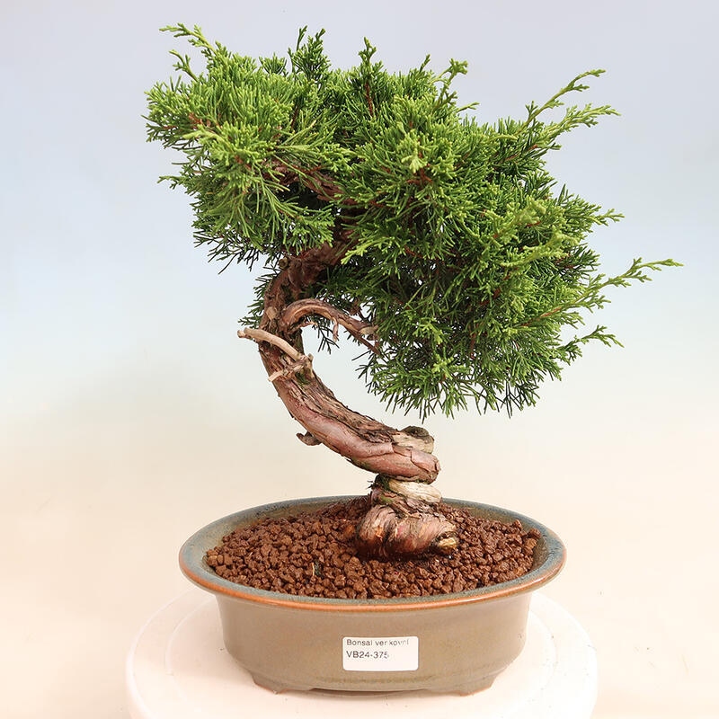 Outdoor bonsai - Juniperus chinensis Itoigawa - Chinese juniper