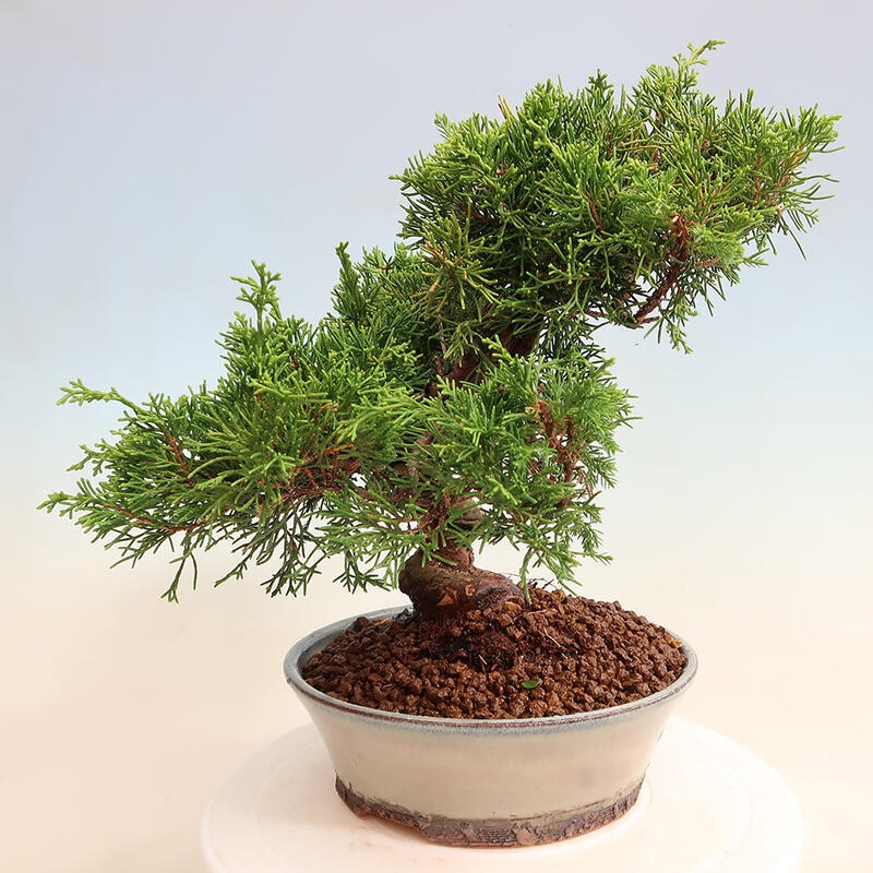 Outdoor bonsai - Juniperus chinensis Itoigawa - Chinese juniper