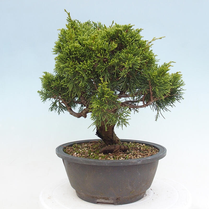 Outdoor bonsai - Juniperus chinensis Itoigawa - Chinese juniper