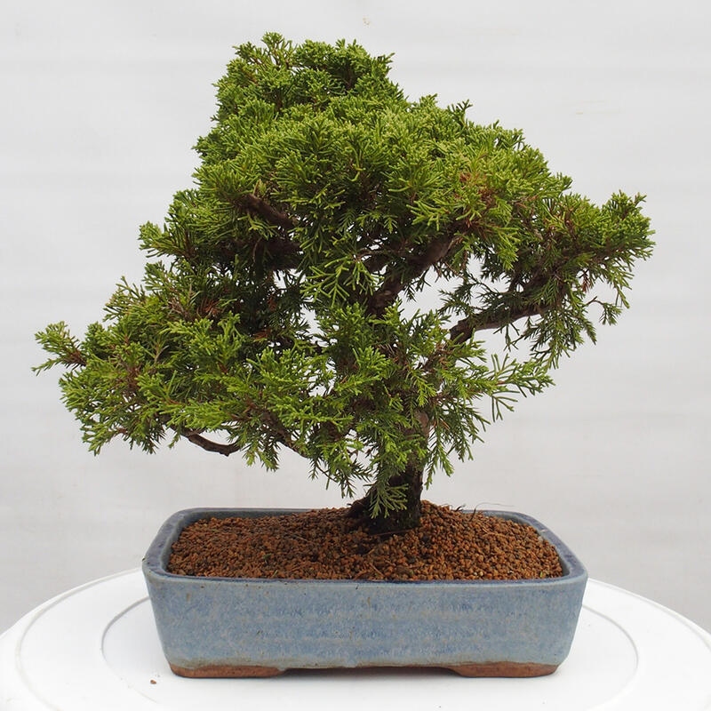 Outdoor bonsai - Juniperus chinensis Itoigawa - Chinese juniper