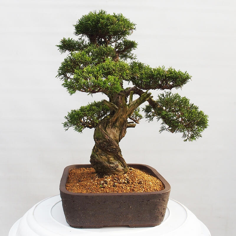 Outdoor bonsai - Juniperus chinensis Itoigawa - Chinese juniper