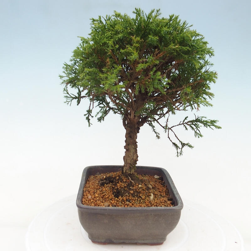 Outdoor bonsai - Juniperus chinensis Itoigawa - Chinese juniper