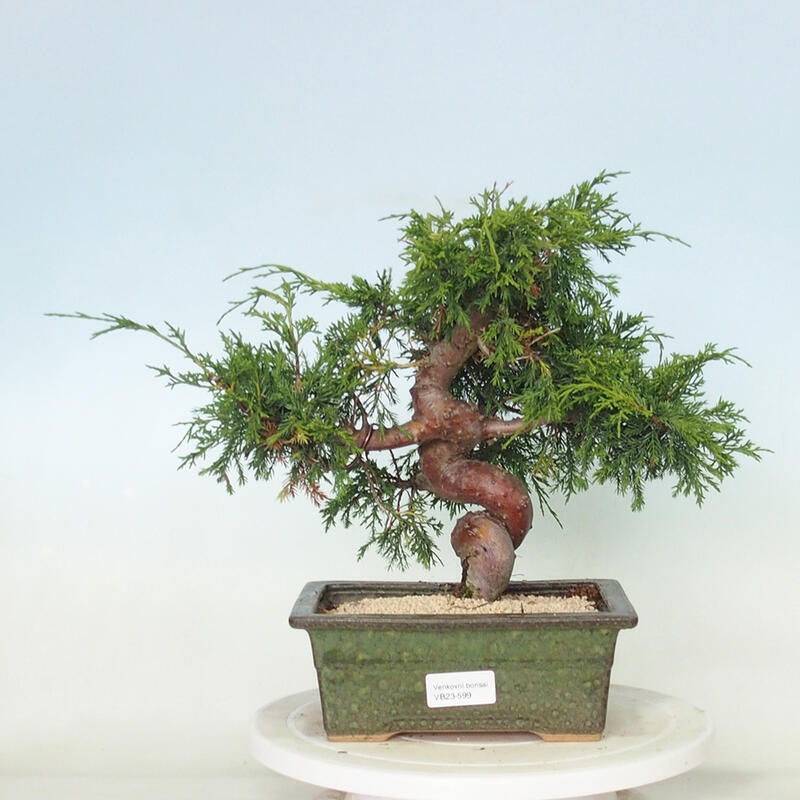 Outdoor bonsai - Juniperus chinensis Itoigawa - Chinese juniper