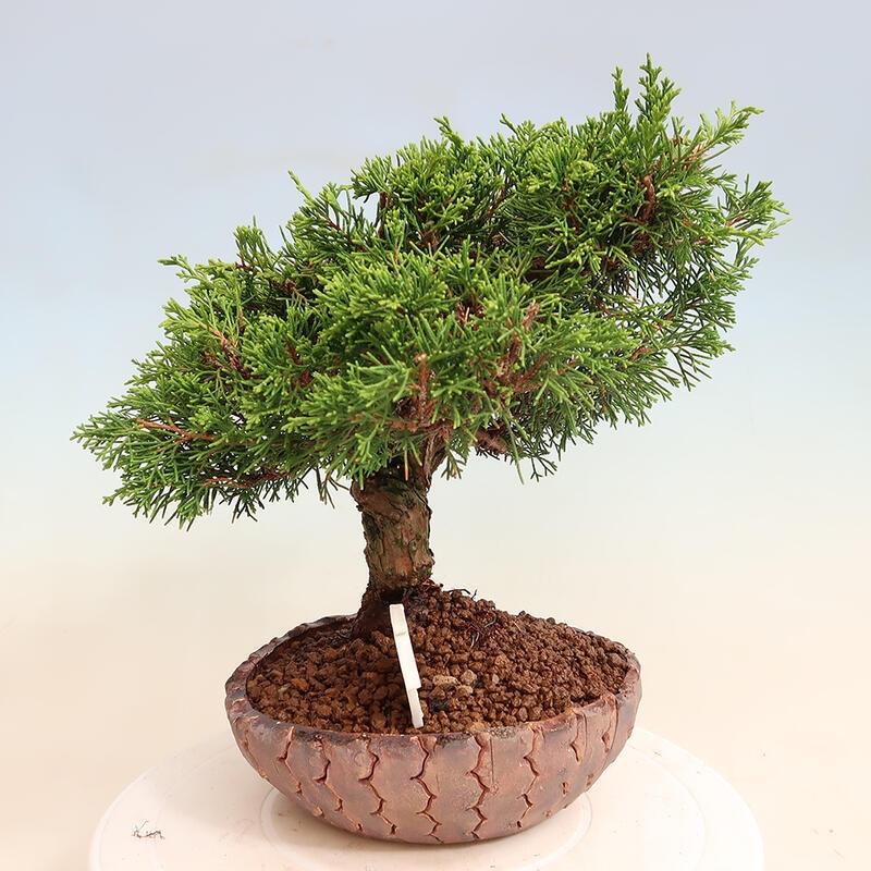 Outdoor bonsai - Juniperus chinensis Itoigawa - Chinese juniper