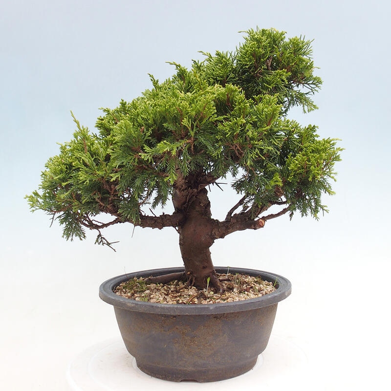 Outdoor bonsai - Juniperus chinensis Itoigawa - Chinese juniper