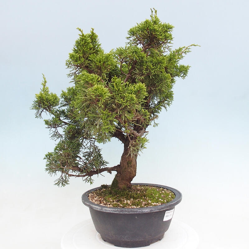 Outdoor bonsai - Juniperus chinensis Itoigawa - Chinese juniper