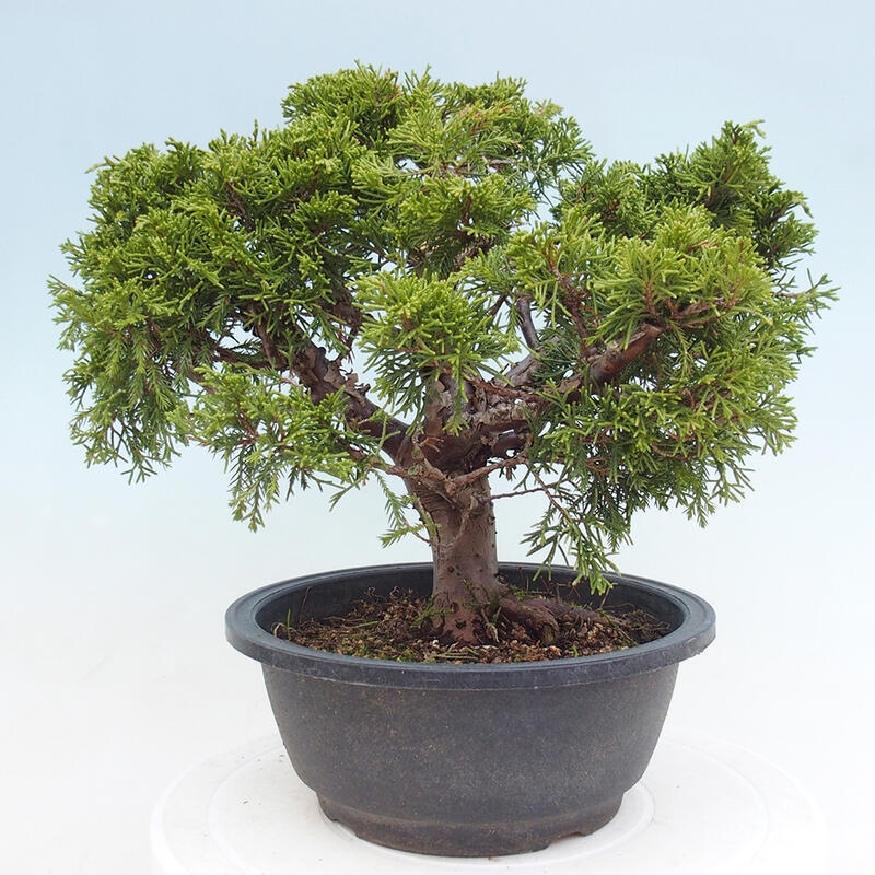 Outdoor bonsai - Juniperus chinensis Itoigawa - Chinese juniper