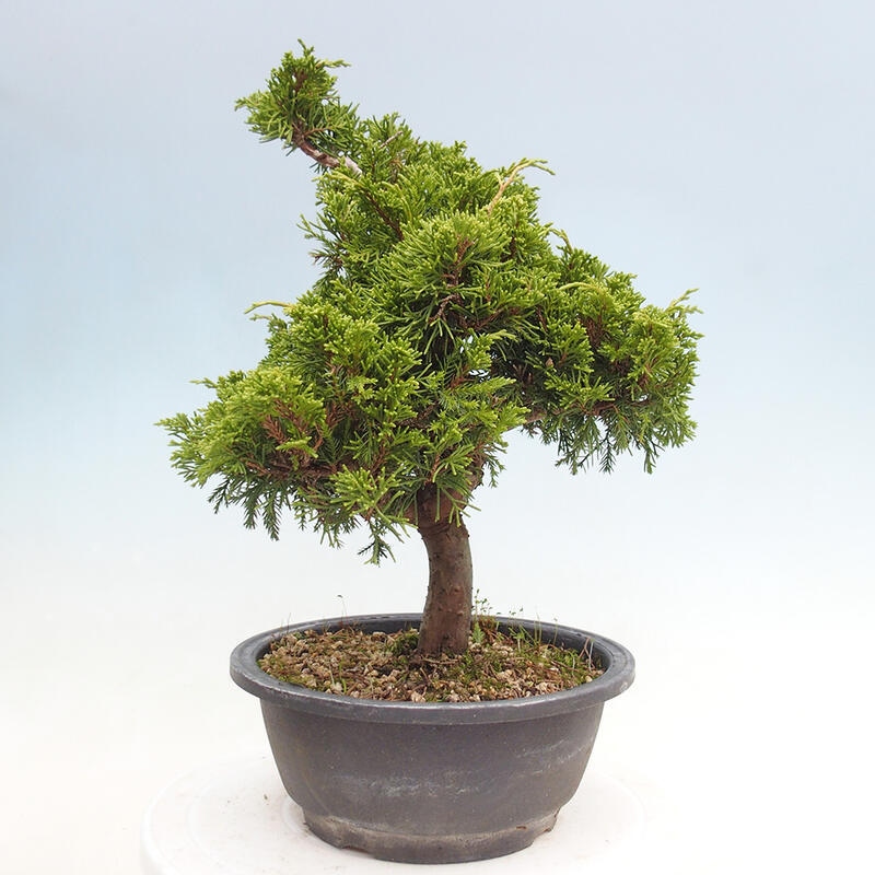 Outdoor bonsai - Juniperus chinensis Itoigawa - Chinese juniper