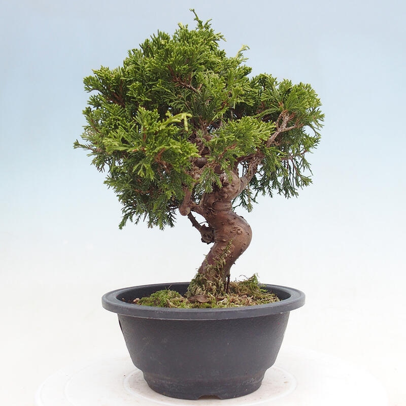 Outdoor bonsai - Juniperus chinensis Itoigawa - Chinese juniper