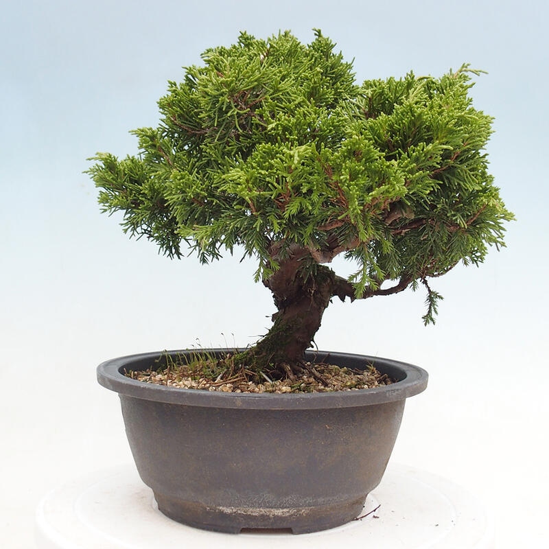 Outdoor bonsai - Juniperus chinensis Itoigawa - Chinese juniper