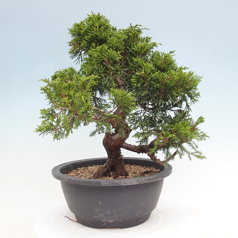 Outdoor bonsai - Juniperus chinensis Itoigawa - Chinese juniper