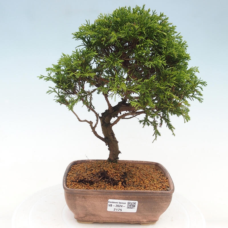 Outdoor bonsai - Juniperus chinensis Itoigawa - Chinese juniper