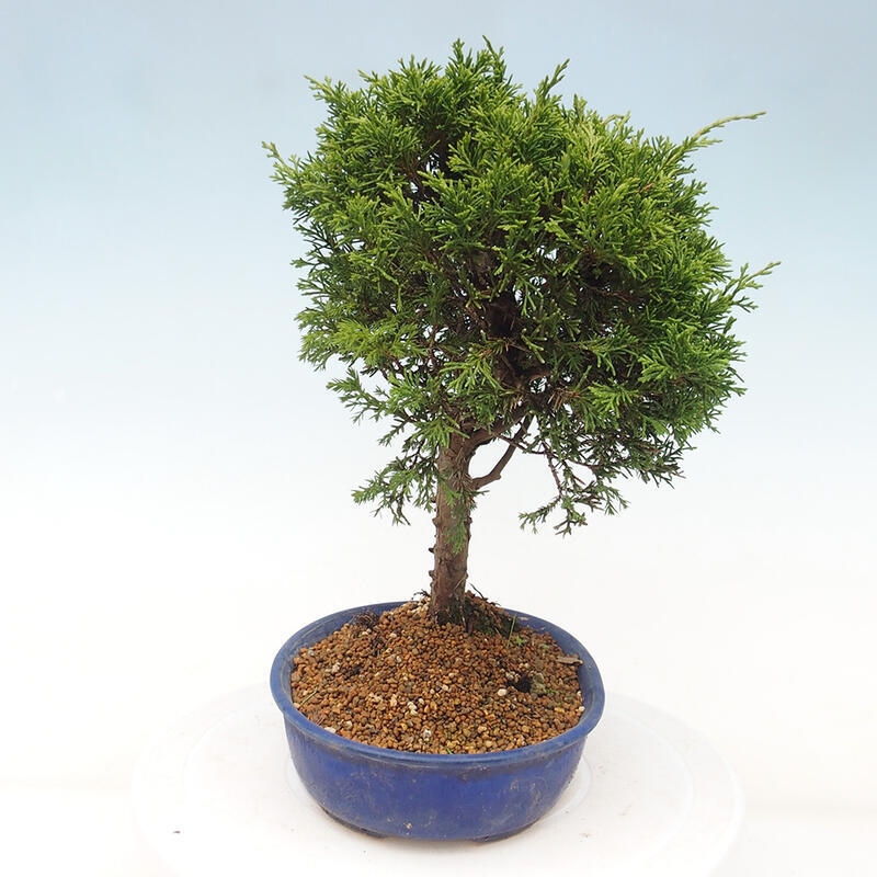 Outdoor bonsai - Juniperus chinensis Itoigawa - Chinese juniper