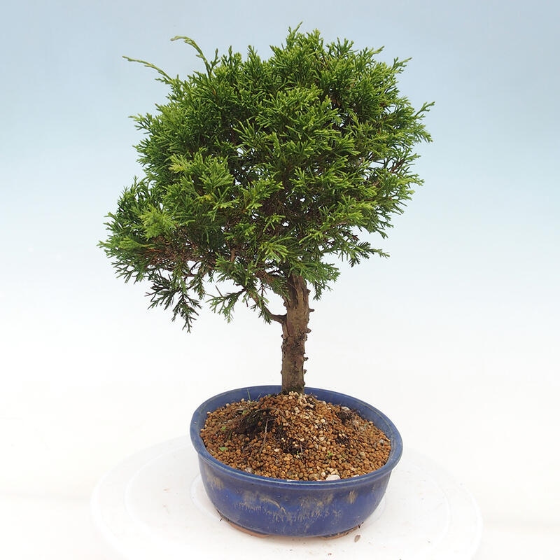 Outdoor bonsai - Juniperus chinensis Itoigawa - Chinese juniper