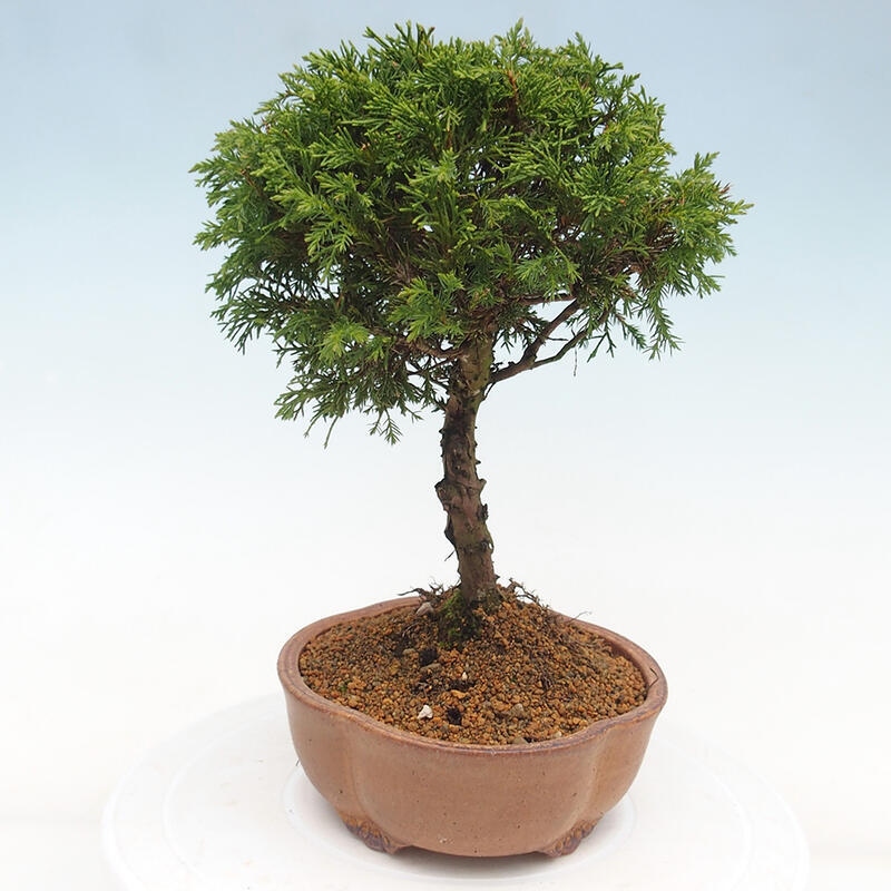 Outdoor bonsai - Juniperus chinensis Itoigawa - Chinese juniper