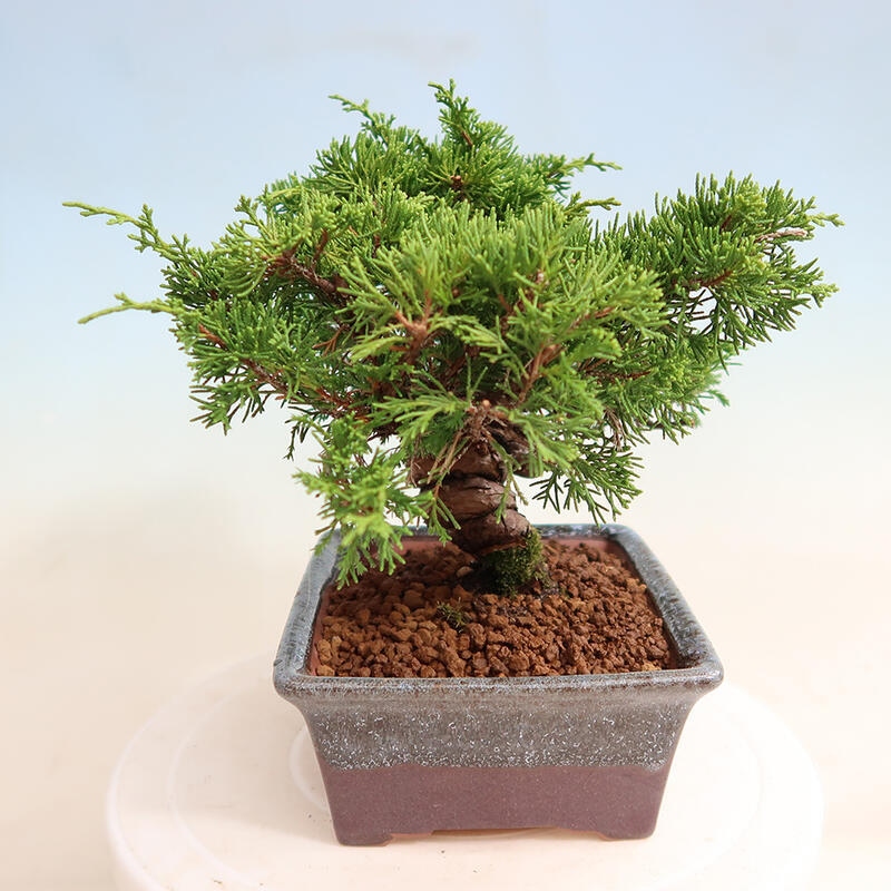 Outdoor bonsai - Juniperus chinensis Itoigawa - Chinese juniper