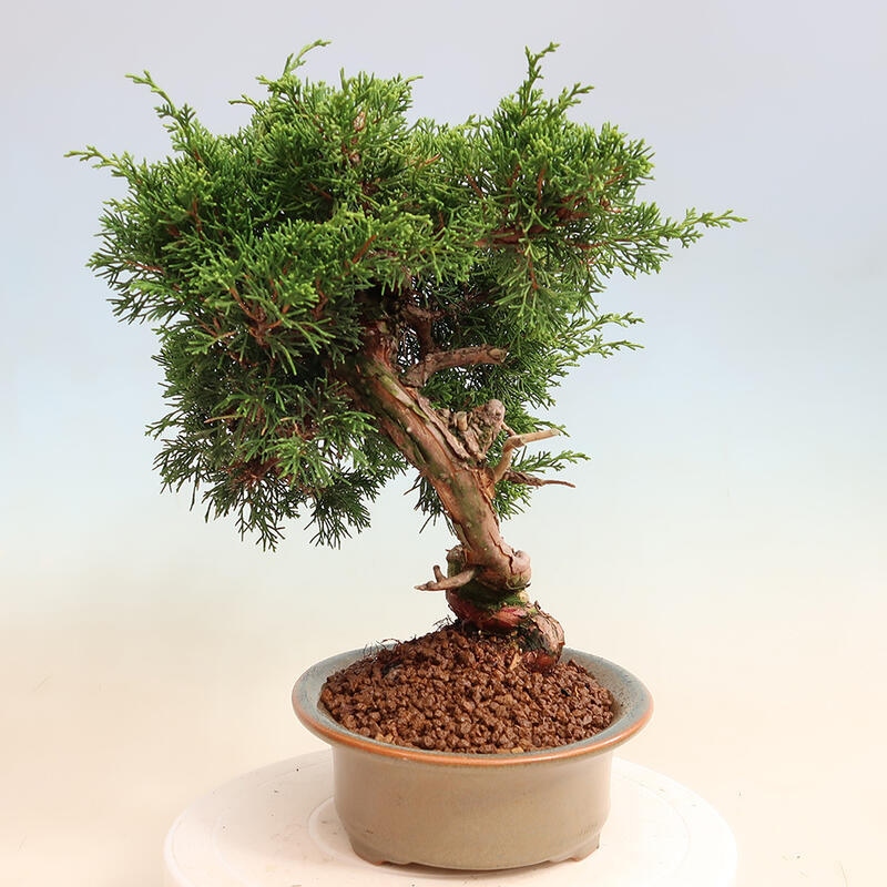 Outdoor bonsai - Juniperus chinensis Itoigawa - Chinese juniper