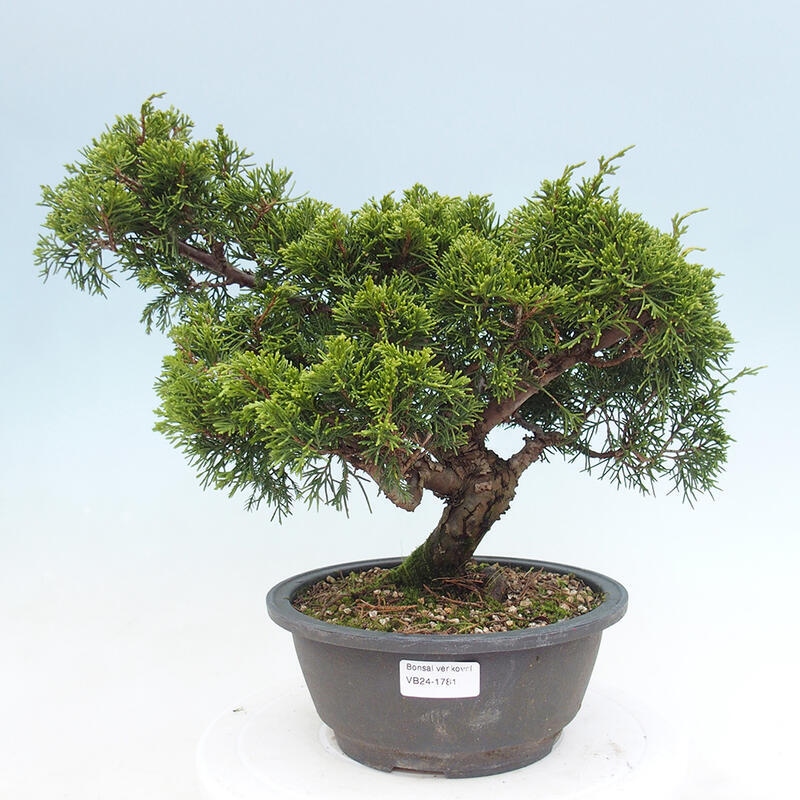 Outdoor bonsai - Juniperus chinensis Itoigawa - Chinese juniper