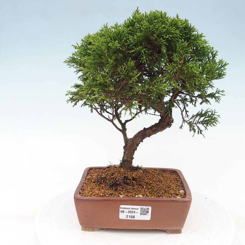 Outdoor bonsai - Juniperus chinensis Itoigawa - Chinese juniper