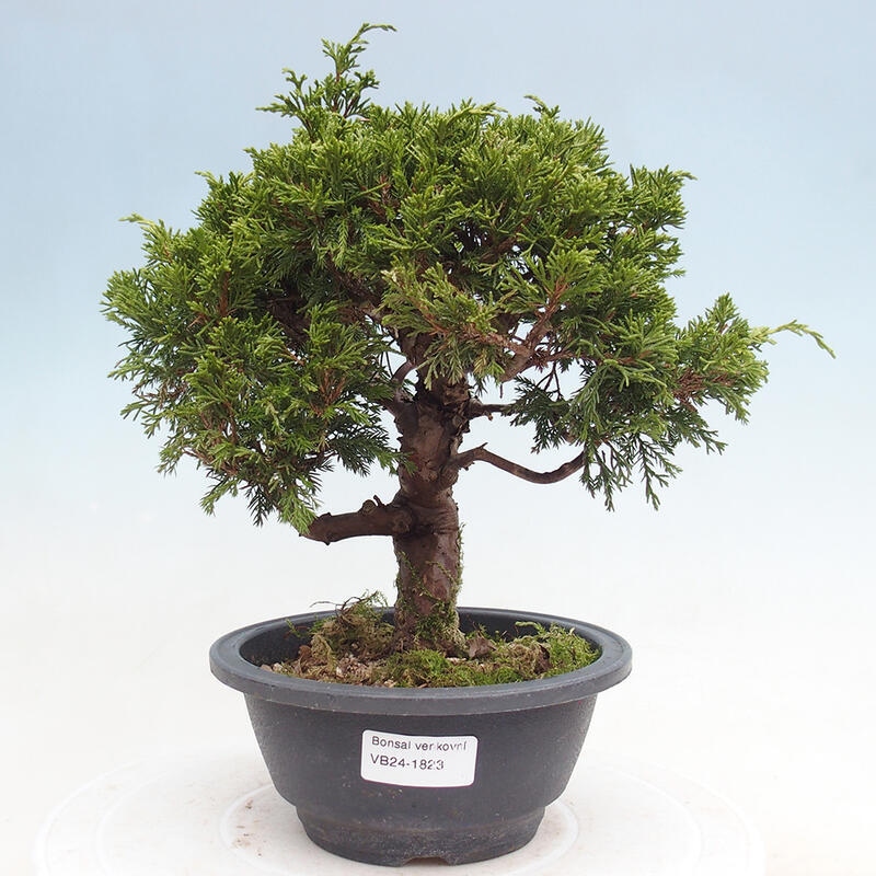 Outdoor bonsai - Juniperus chinensis Itoigawa - Chinese juniper