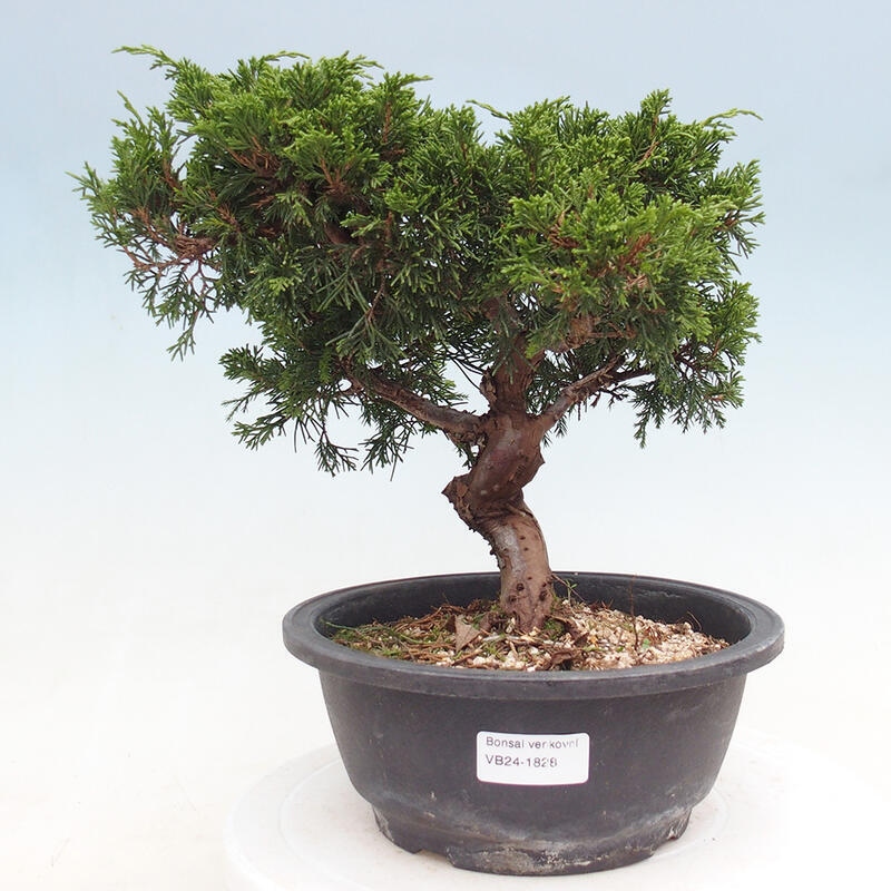 Outdoor bonsai - Juniperus chinensis Itoigawa - Chinese juniper