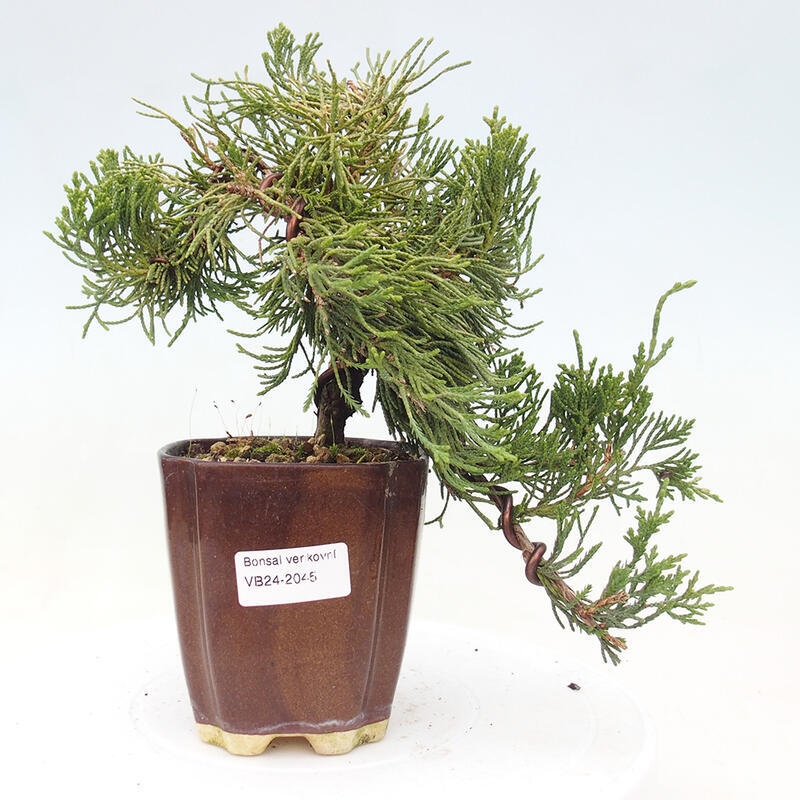 Bonsai im Freien - Juniperus chinensis Kaizuka - Chinesischer Wacholder