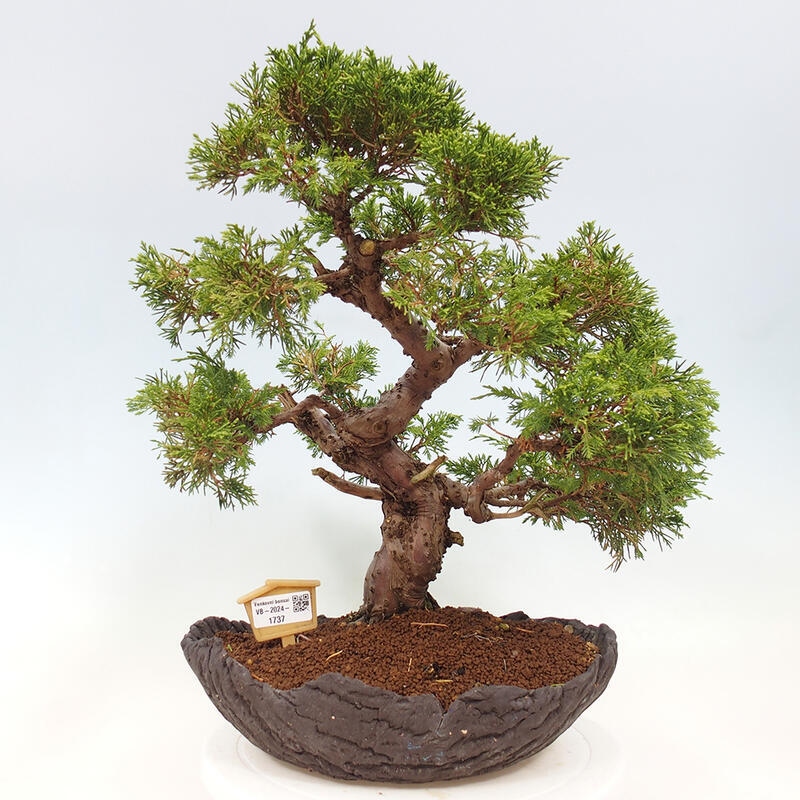 Bonsai im Freien - Juniperus chinensis Kishu - Chinesischer Wacholder