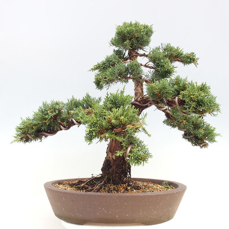 Outdoor-Bonsai - Juniperus chinensis Kishu - Chinesischer Wacholder