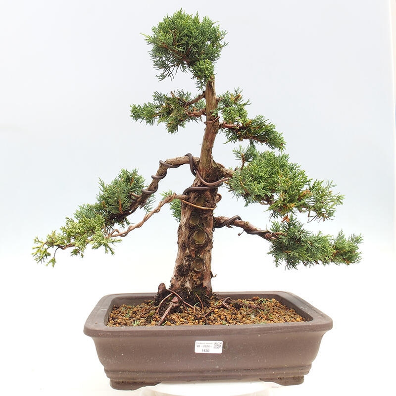 Outdoor-Bonsai - Juniperus chinensis Kishu - Chinesischer Wacholder