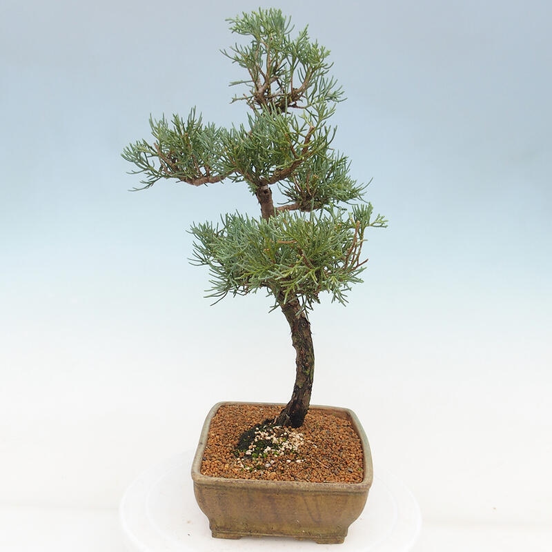 Outdoor-Bonsai - Juniperus chinensis Kishu - Chinesischer Wacholder