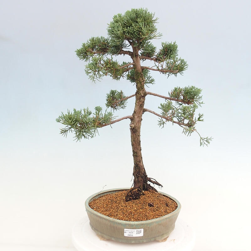 Outdoor-Bonsai - Juniperus chinensis Kishu - Chinesischer Wacholder