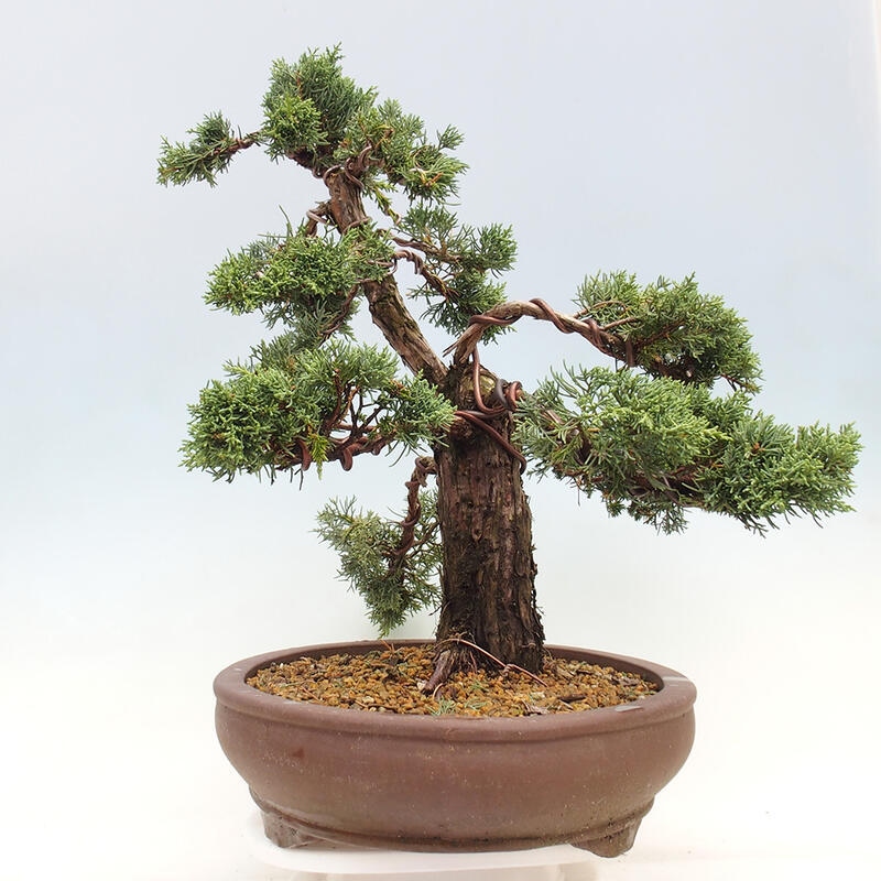 Outdoor-Bonsai - Juniperus chinensis Kishu - Chinesischer Wacholder